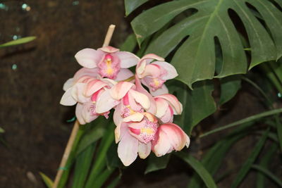 Close-up of pink flower blooming outdoors