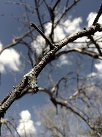 Low angle view of bare branches against sky
