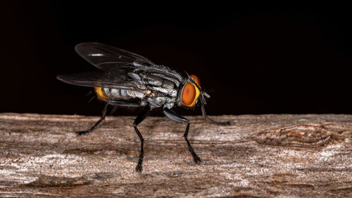 Close-up of fly