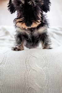 Portrait of dog on bed at home