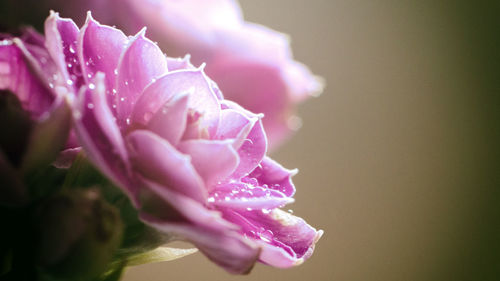 Close-up of wet pink rose flower