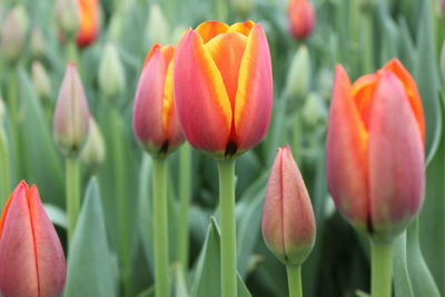 Close-up of tulips