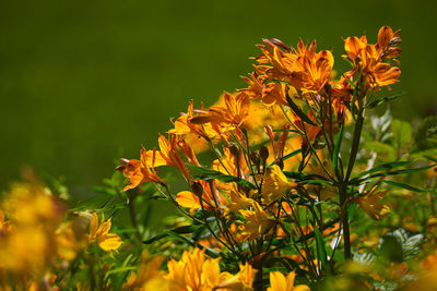 Close-up of yellow flowering plant