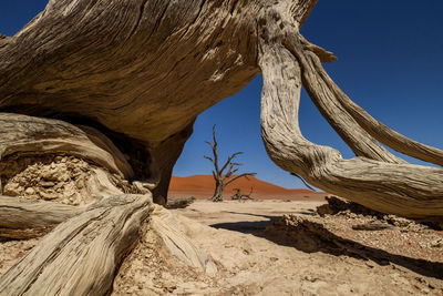 View of bare tree against clear sky