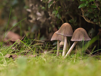 Close-up of mushroom growing on field