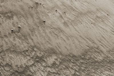 Close-up of bird on sand