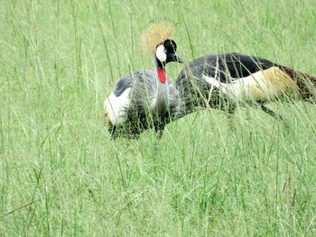 Gray crowned crane in grassy field