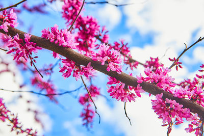 Low angle view of tree against sky