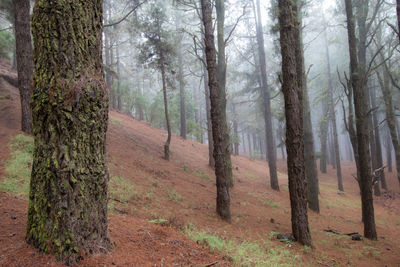 Pine trees in forest