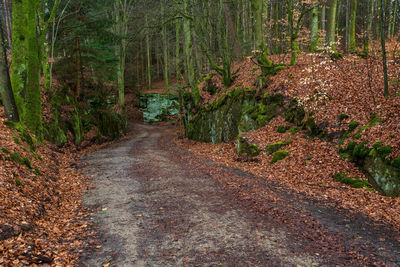 Road amidst trees in forest