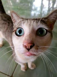 Close-up portrait of a cat