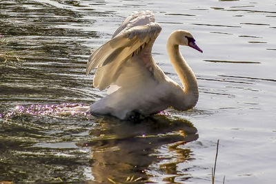 Swan swimming in a lake