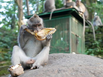 Monkey eating food