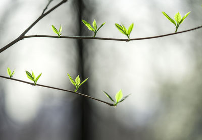 Close-up of small plant