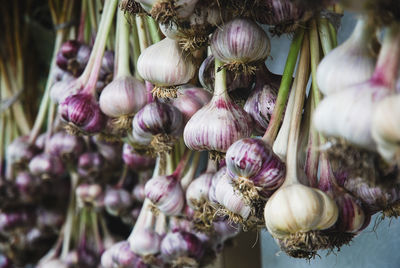 Harvested garlic hanging in bunches to dry before storing