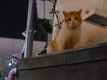 Cat sitting on floor