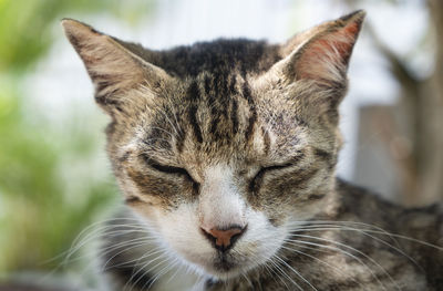 Close-up of a cat with eyes closed