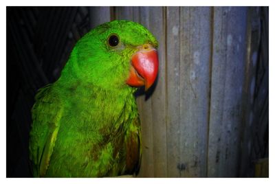 Close-up of parrot perching on tree