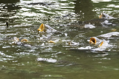 Duck swimming in lake