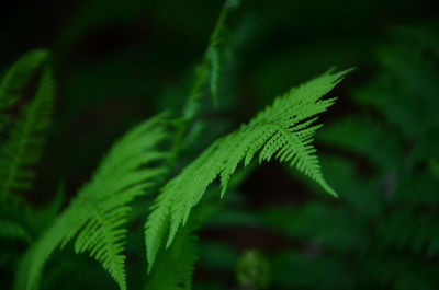 Close-up of fern leaves