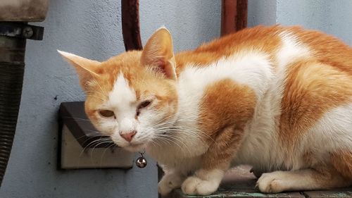 Close-up of ginger cat