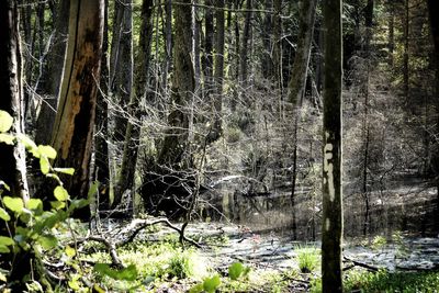 Trees in forest