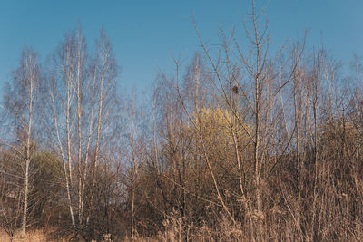 Low angle view of bare trees against sky