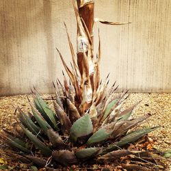 Close-up of cactus plant