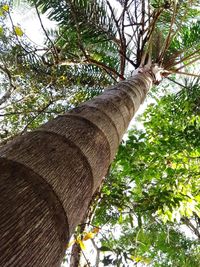 Low angle view of tree