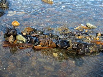 Close-up of ducks floating on river