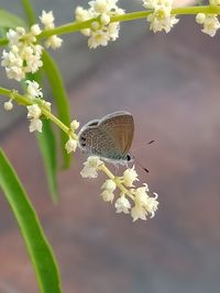 Close-up of butterfly pollinating flower