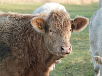 Close-up of cow on field