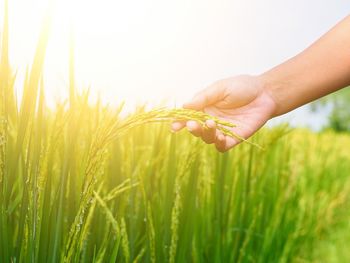 Close-up of hand touching plant on field