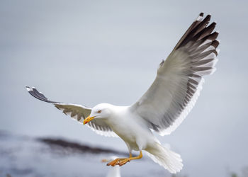 Low angle view of seagull flying
