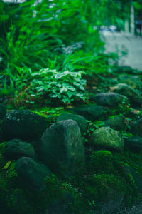 Close-up of fresh green plants