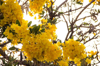 Low angle view of yellow flowering plant