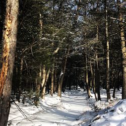 Trees in forest during winter