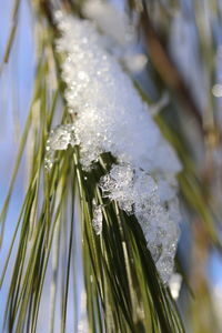 Close-up of frozen plant