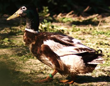 Close-up of a bird on field