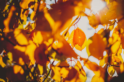 Close-up of autumnal leaves against blurred background