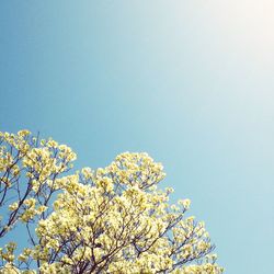 Low angle view of tree against clear sky