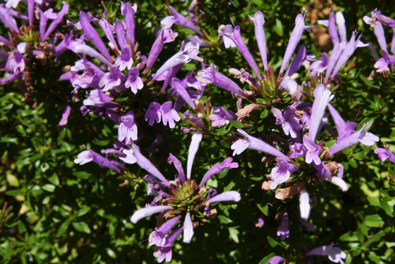 Conical flower