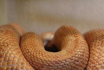 Close-up of snake