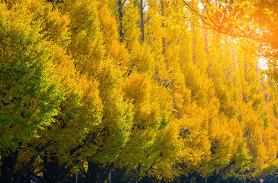 Yellow trees in forest during autumn