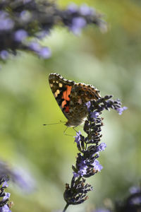 Close-up of butterfly perching on purple flower