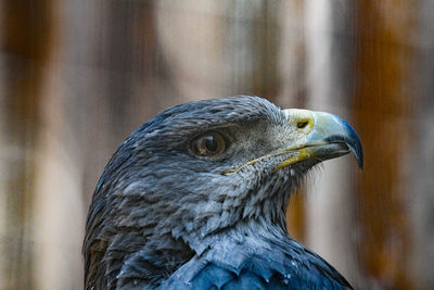 Close-up of a bird