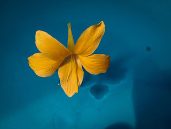 Close-up of yellow flower against blue background