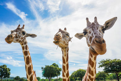 Low angle view of giraffe against sky