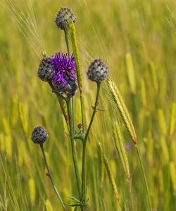 Close-up of thistle on purple flower in field