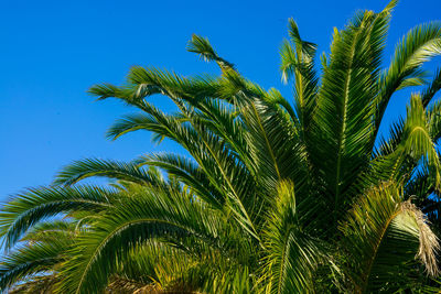 Low angle view of palm tree against blue sky